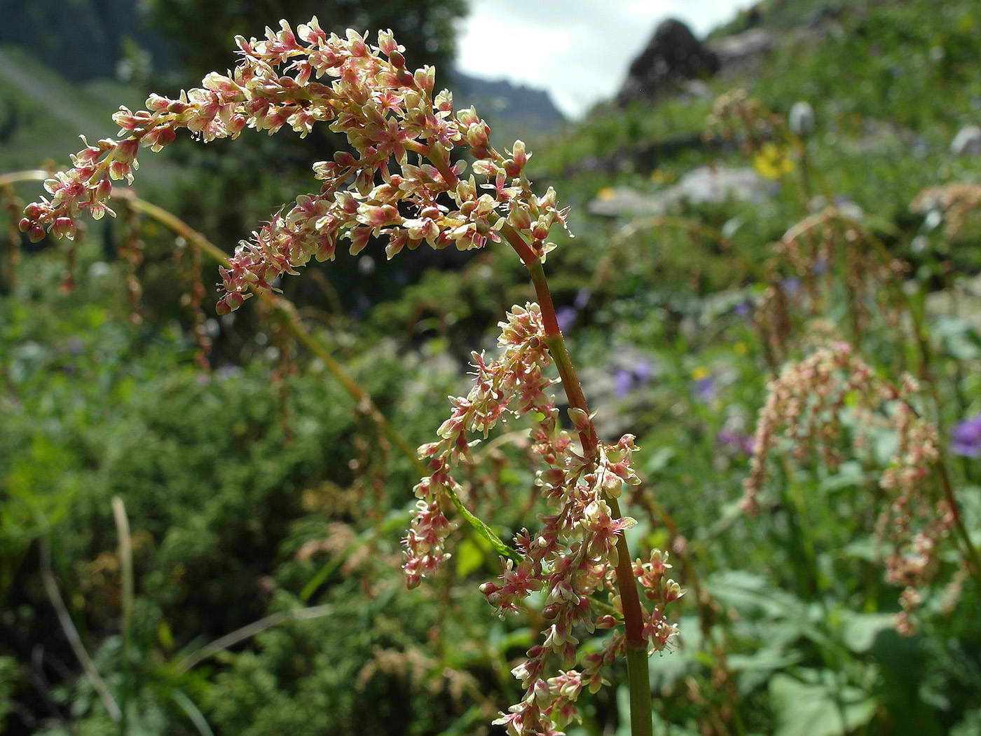 Image of Aconogonon songaricum specimen.