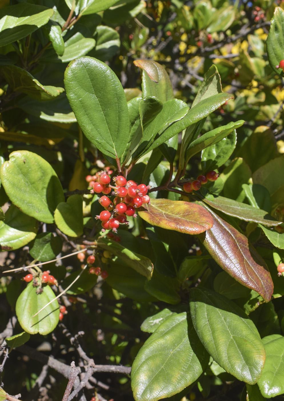 Image of Viburnum suspensum specimen.