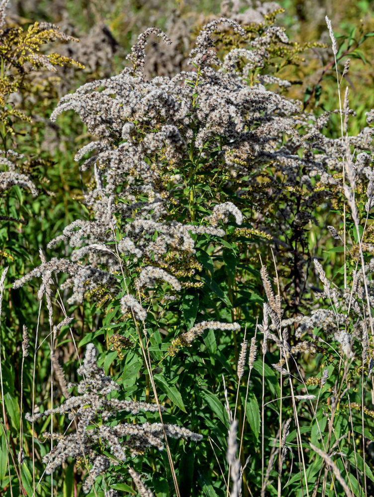 Изображение особи Solidago canadensis.
