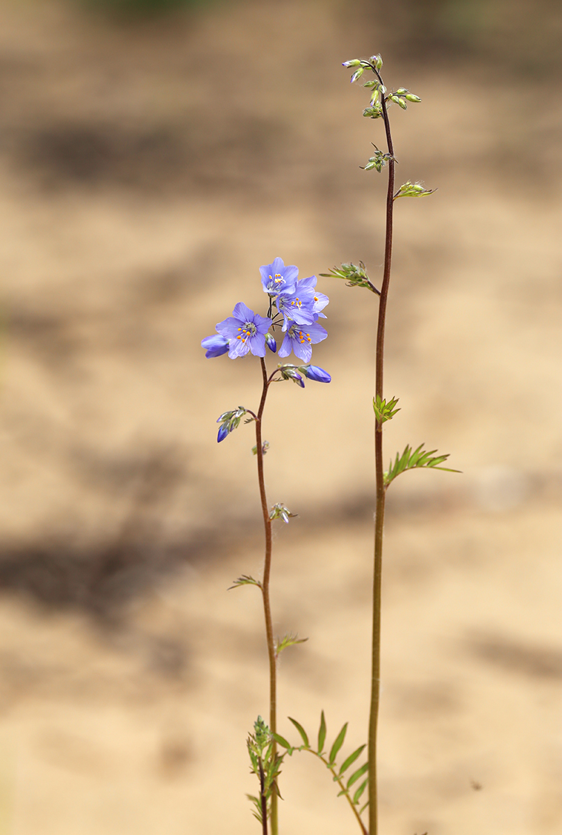 Image of Polemonium chinense specimen.