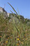 Polypogon viridis