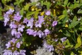 genus Thymus