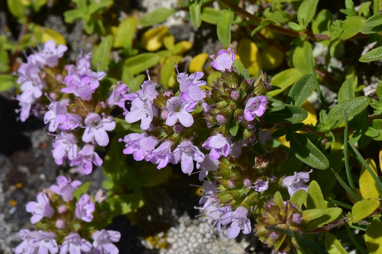 Image of genus Thymus specimen.