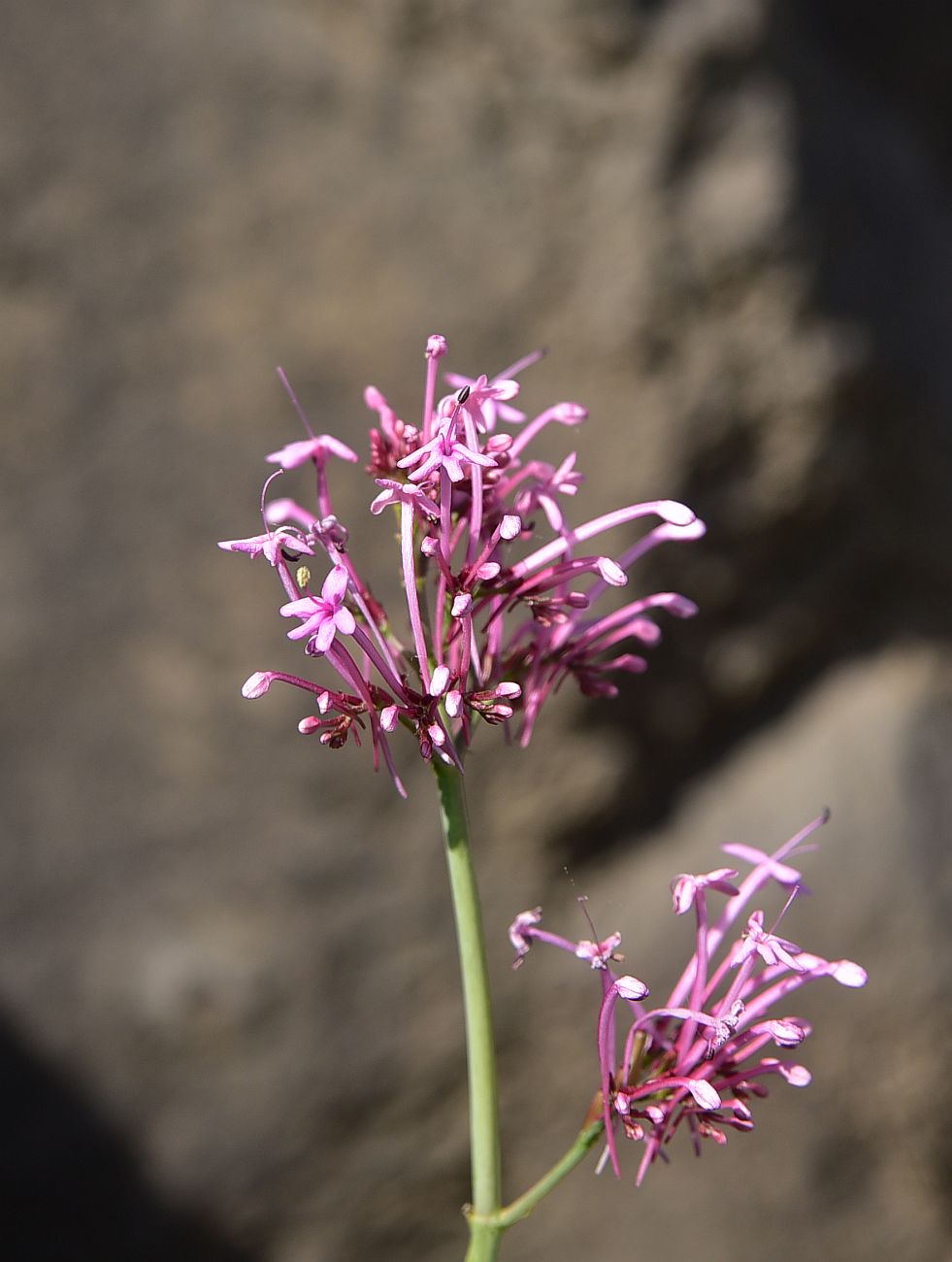 Изображение особи Centranthus longiflorus.