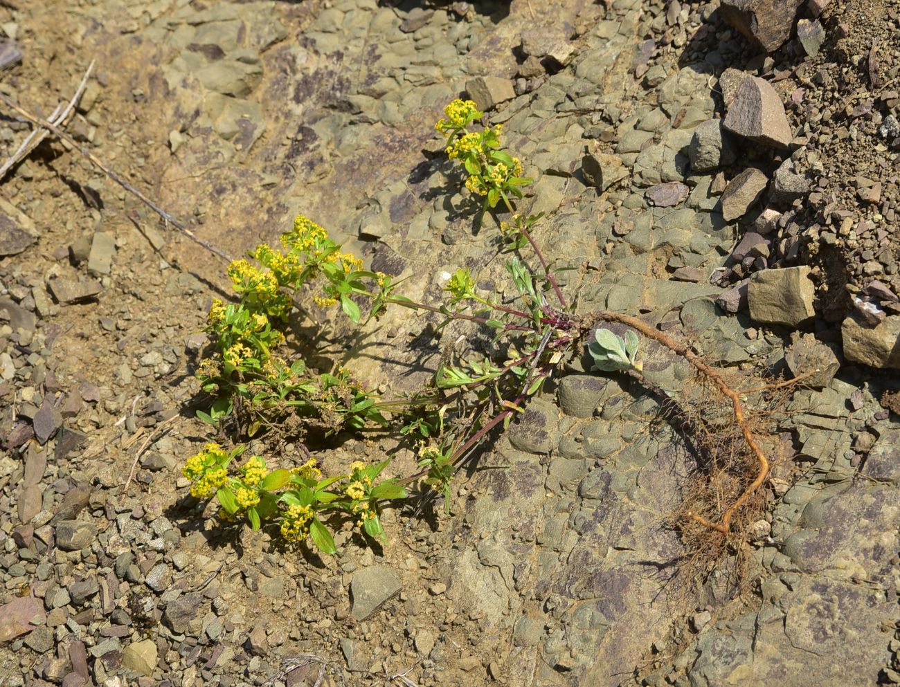 Image of genus Cruciata specimen.