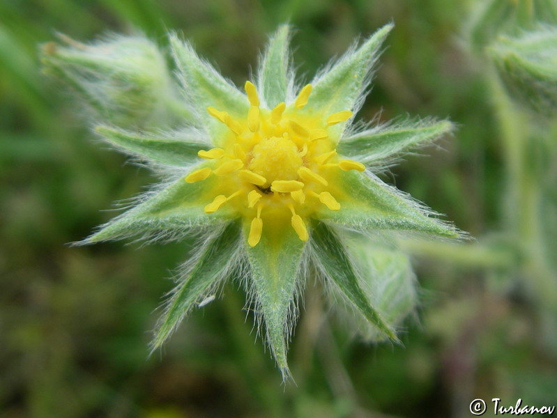 Image of Potentilla callieri specimen.