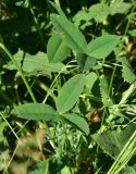 genus Trifolium. Листья. Грузия, край Самцхе-Джавахети, Аспиндзский муниципалитет, левый берег р. Кура, ур. Тиреби, 100 м от фермы Серго, высокотравный луг. 10 июня 2026 г.