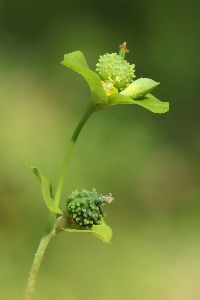 Image of Euphorbia stricta specimen.