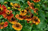 Helenium autumnale. Соцветия. Московская обл., г. Железнодорожный, в культуре. 21.08.2026.