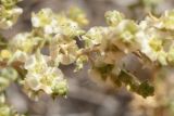 Salsola dzhungarica