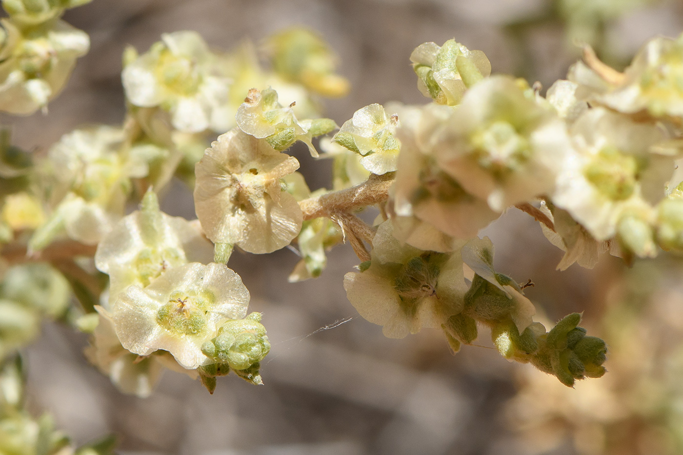 Image of Salsola dzhungarica specimen.