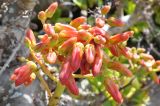 Tylecodon paniculatus