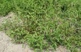 Persicaria maculosa
