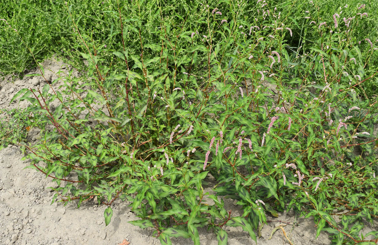 Image of Persicaria maculosa specimen.