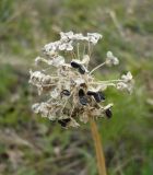 Allium nutans