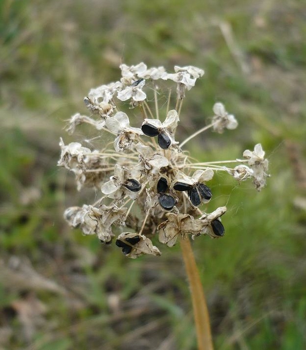 Изображение особи Allium nutans.