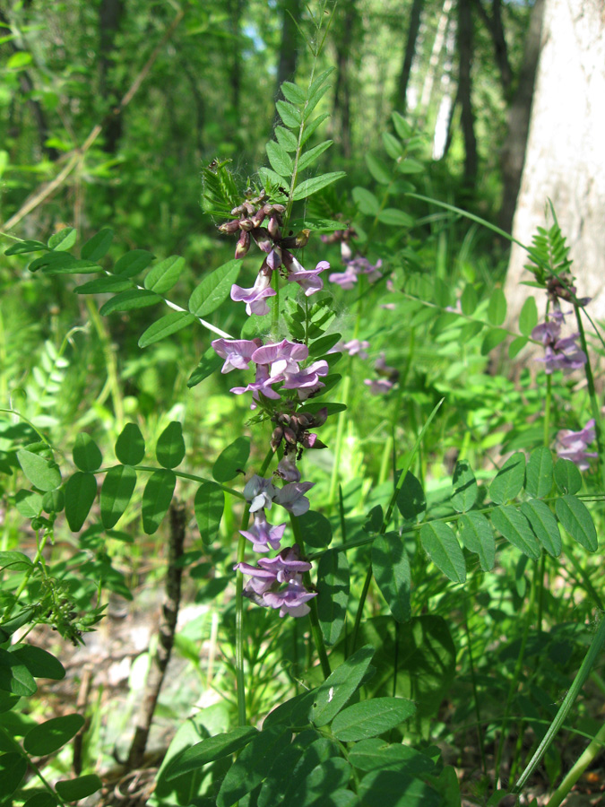 Image of Vicia sepium specimen.