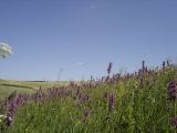 Betonica officinalis