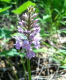 Dactylorhiza fuchsii