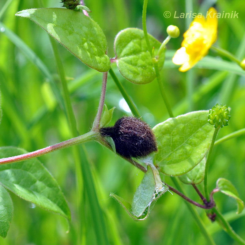 Image of Clematis fusca specimen.