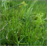 Vicia tetrasperma. Часть побега. Марий-Эл, Звениговский р-н, ДНП \"Лесная поляна\". 25 июня 2011 г.