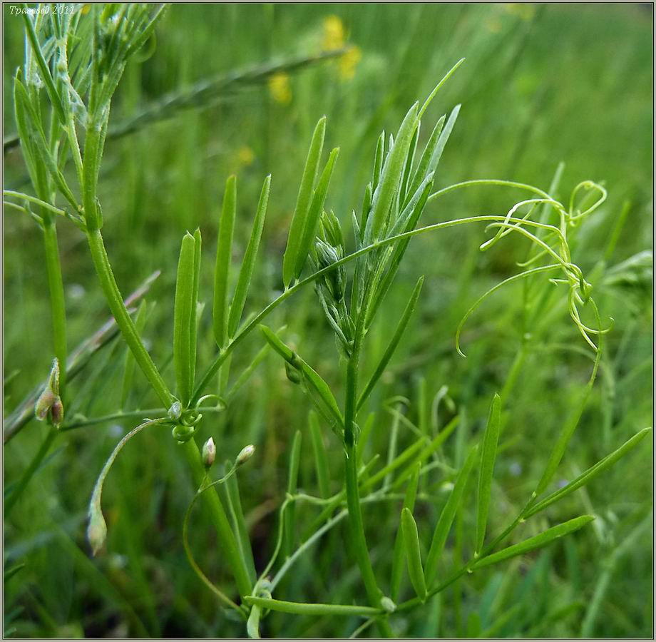 Изображение особи Vicia tetrasperma.