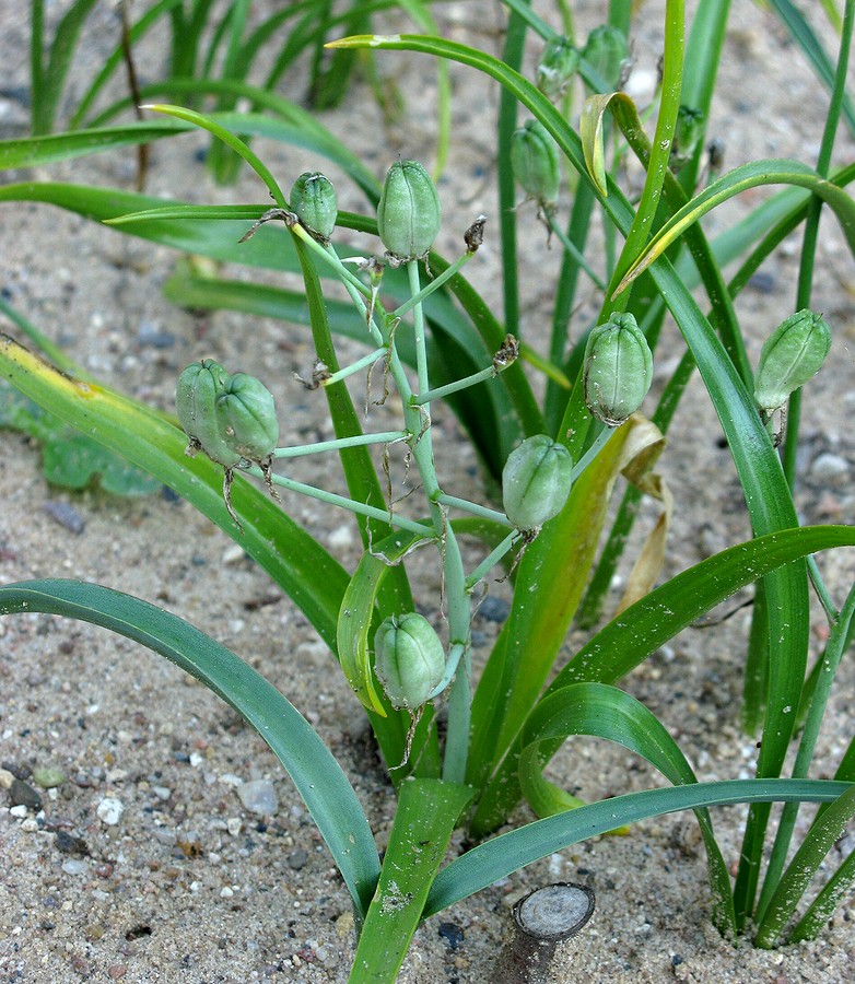 Image of Ornithogalum montanum specimen.