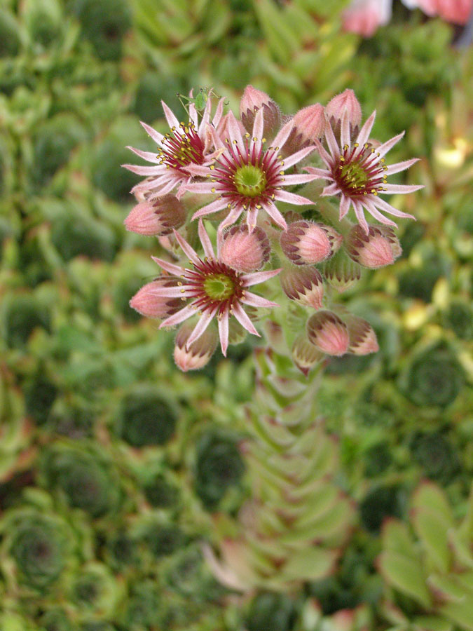 Изображение особи Sempervivum tectorum.