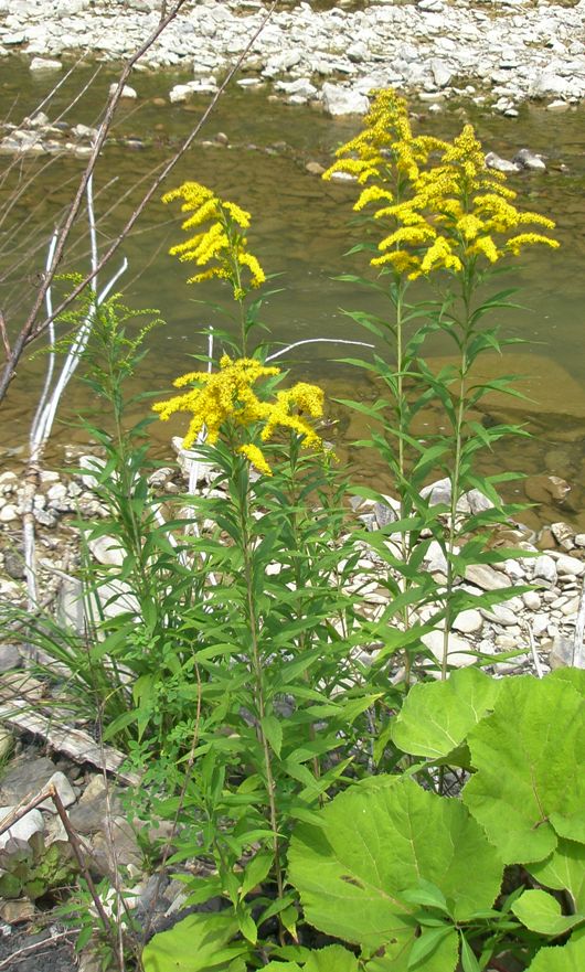 Изображение особи Solidago gigantea.