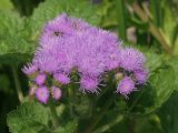 Ageratum houstonianum. Соцветие. Московская обл., Раменский р-н, окр. дер. Хрипань, дачный участок. 28.07.2001.