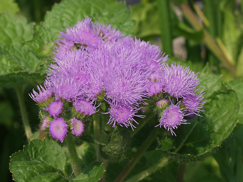 Image of Ageratum houstonianum specimen.