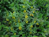 Melampyrum herbichii. Цветущее растение на горном лугу. Украина, Ивано-Франковская обл., Надворнянский р-н, природный заповедник \"Горганы\", Кливки. 17 июня 2011 г.