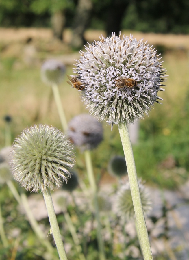 Изображение особи Echinops exaltatus.