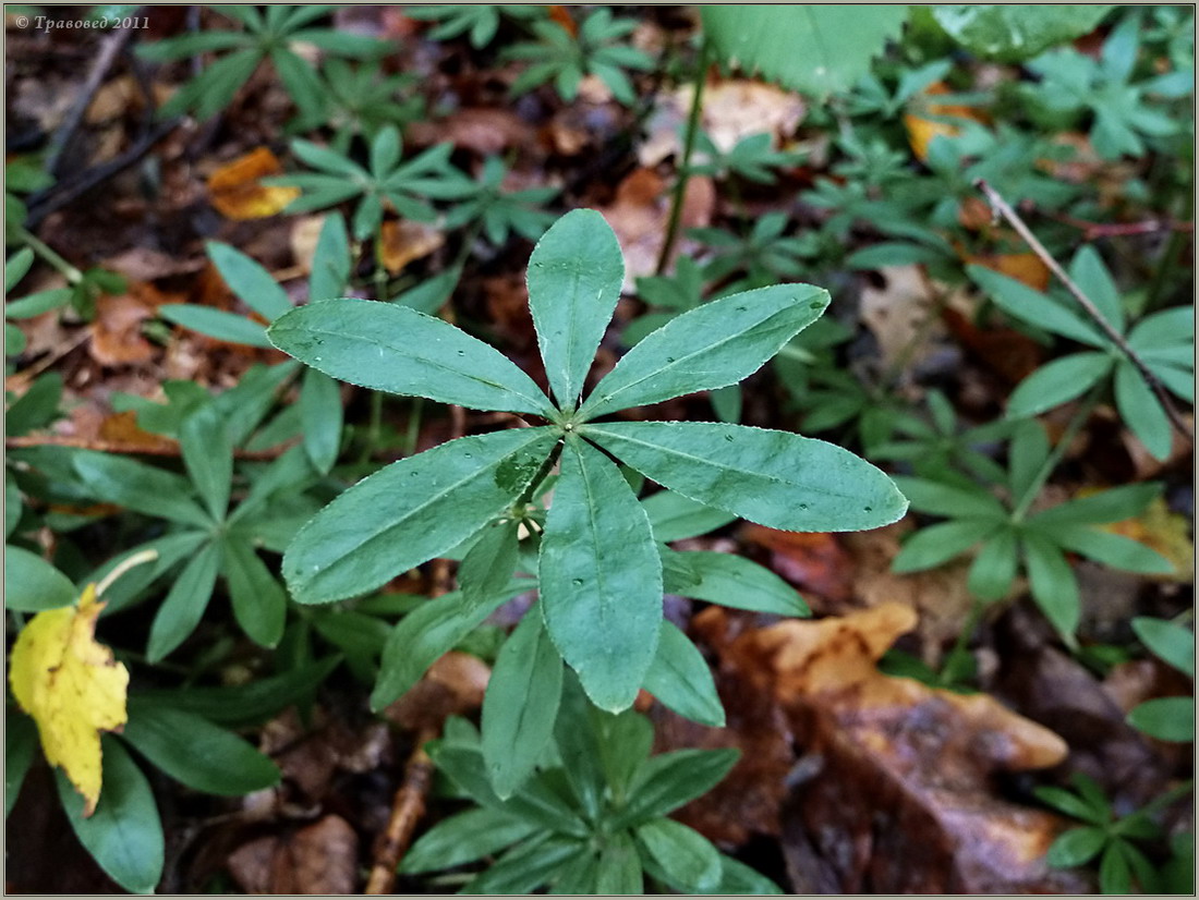 Image of Galium odoratum specimen.