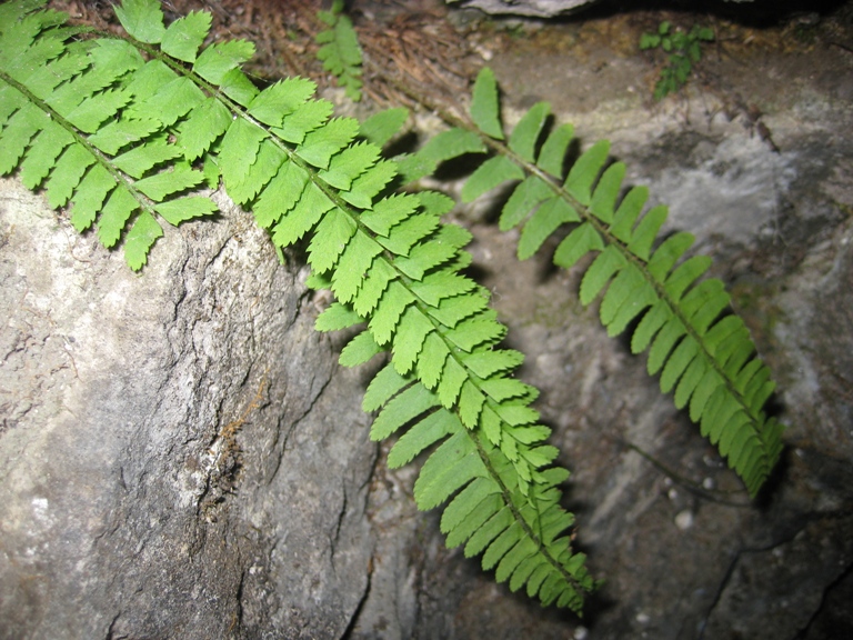 Image of Polystichum craspedosorum specimen.