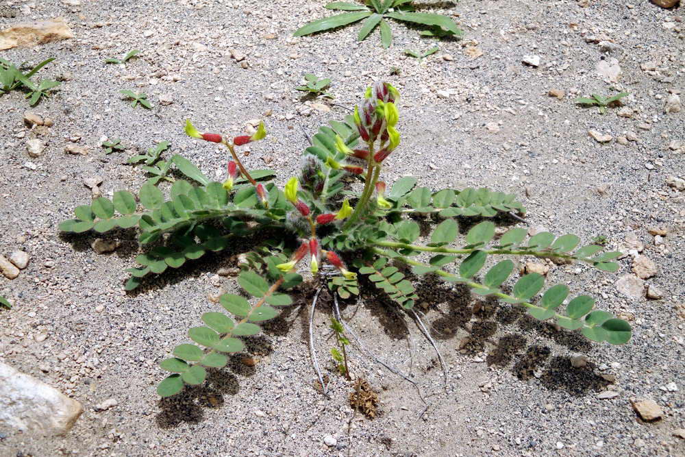 Image of Astragalus fabaceus specimen.