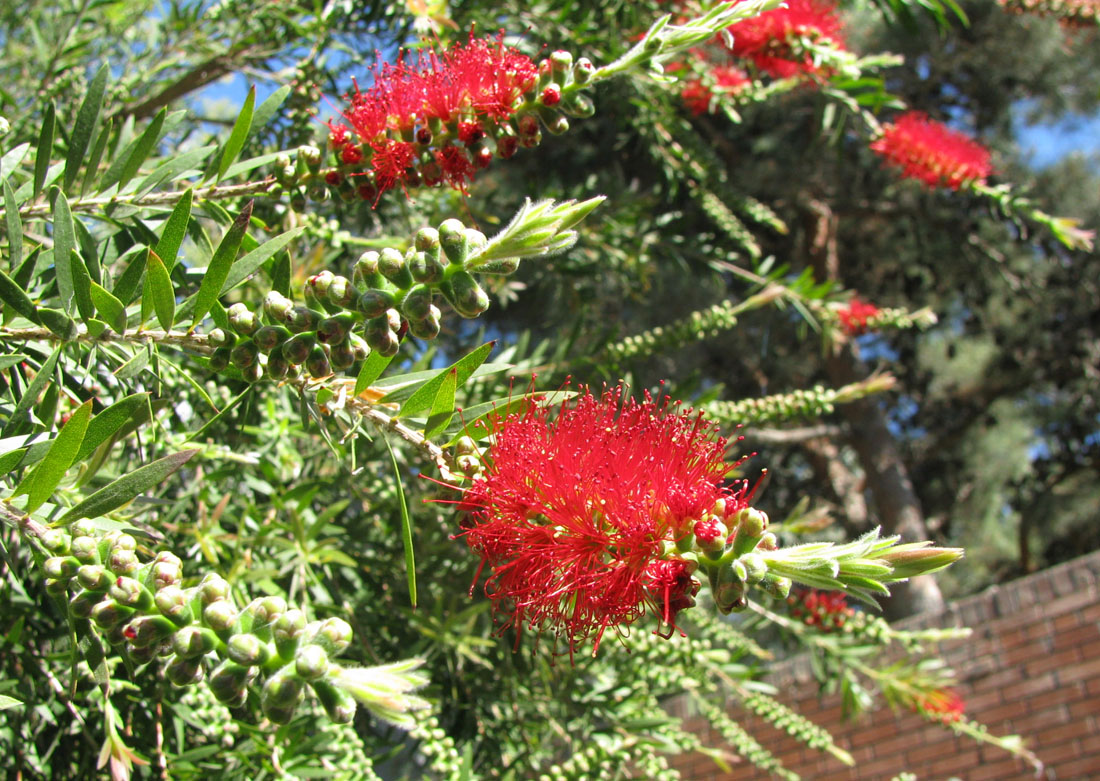 Image of Callistemon citrinus specimen.