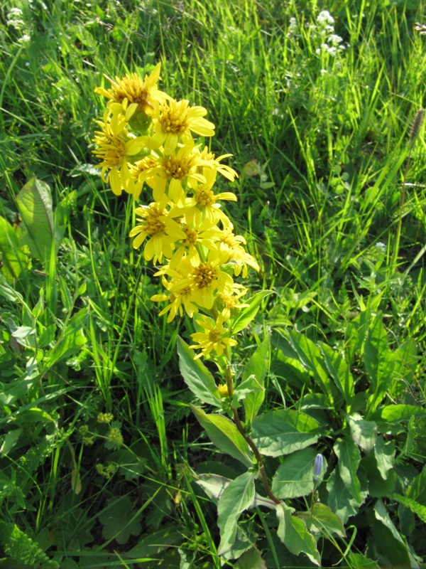 Image of Solidago virgaurea ssp. lapponica specimen.