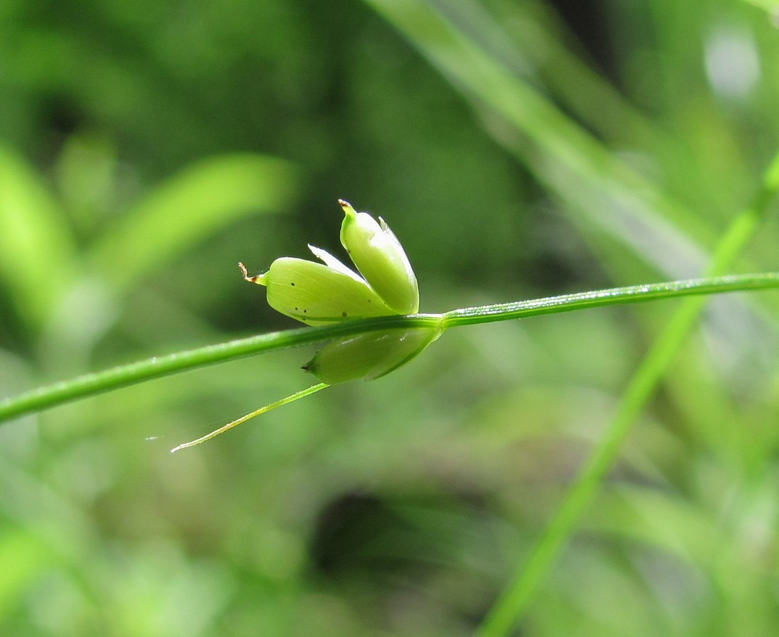 Image of Carex disperma specimen.