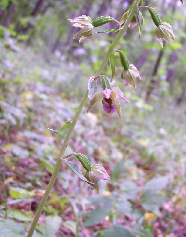 Image of Epipactis helleborine specimen.