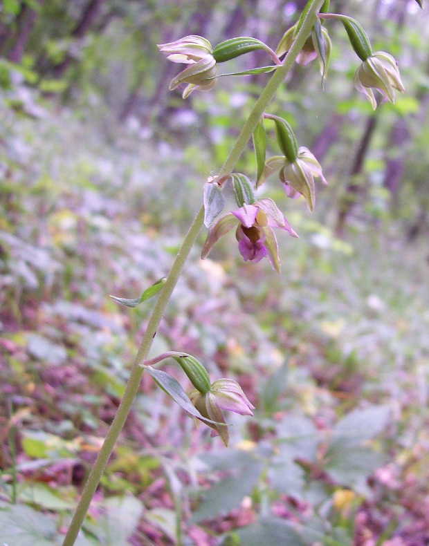 Изображение особи Epipactis helleborine.