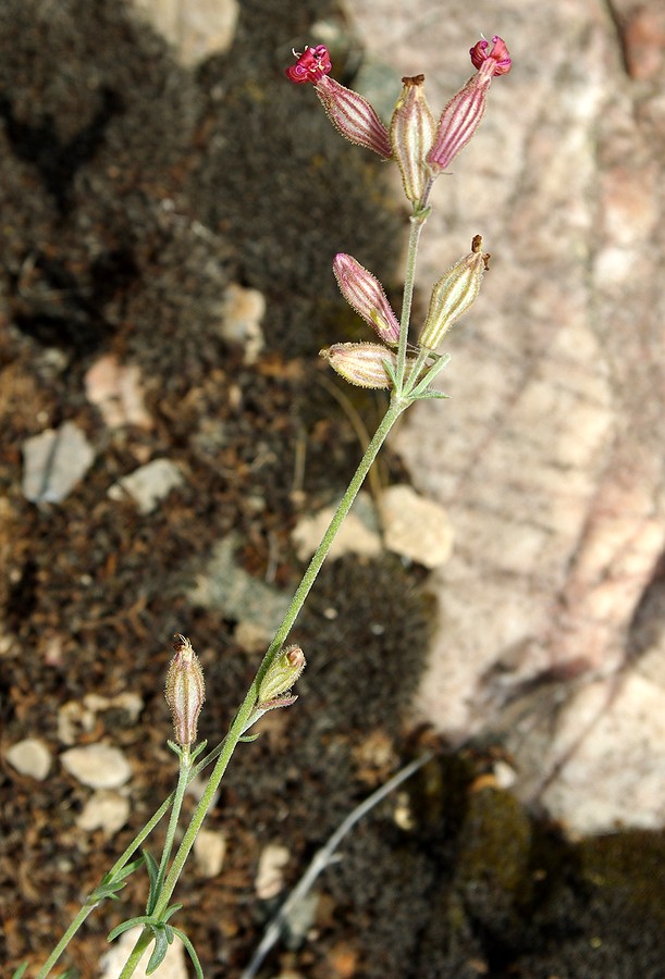 Изображение особи Silene brahuica.