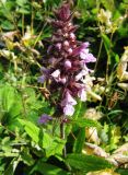 Stachys palustris