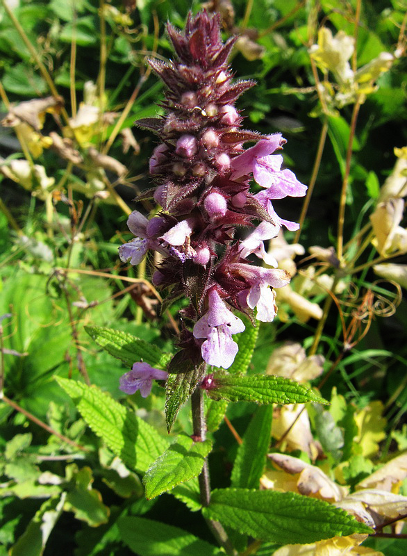 Image of Stachys palustris specimen.