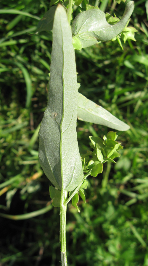 Изображение особи Atriplex sagittata.