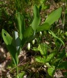 Polygonatum odoratum. Цветущее растение в светлом сосняке (по соседству обильные заросли ландыша майского и земляники). Киев, Святошинский лес, 15 мая 2008 г.