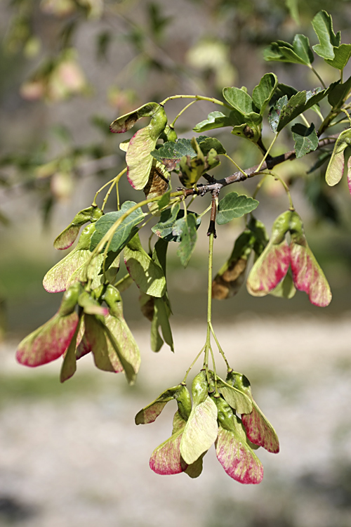 Image of Acer semenovii specimen.