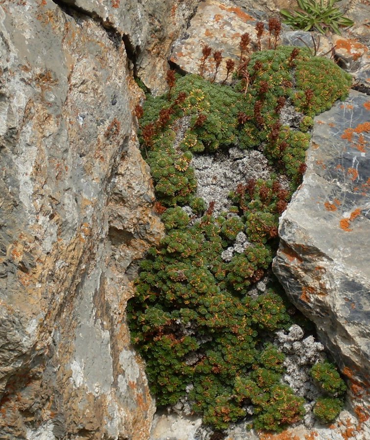 Image of Saxifraga scleropoda specimen.