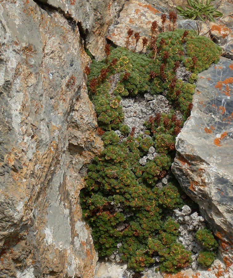 Изображение особи Saxifraga scleropoda.