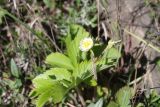 Fragaria viridis